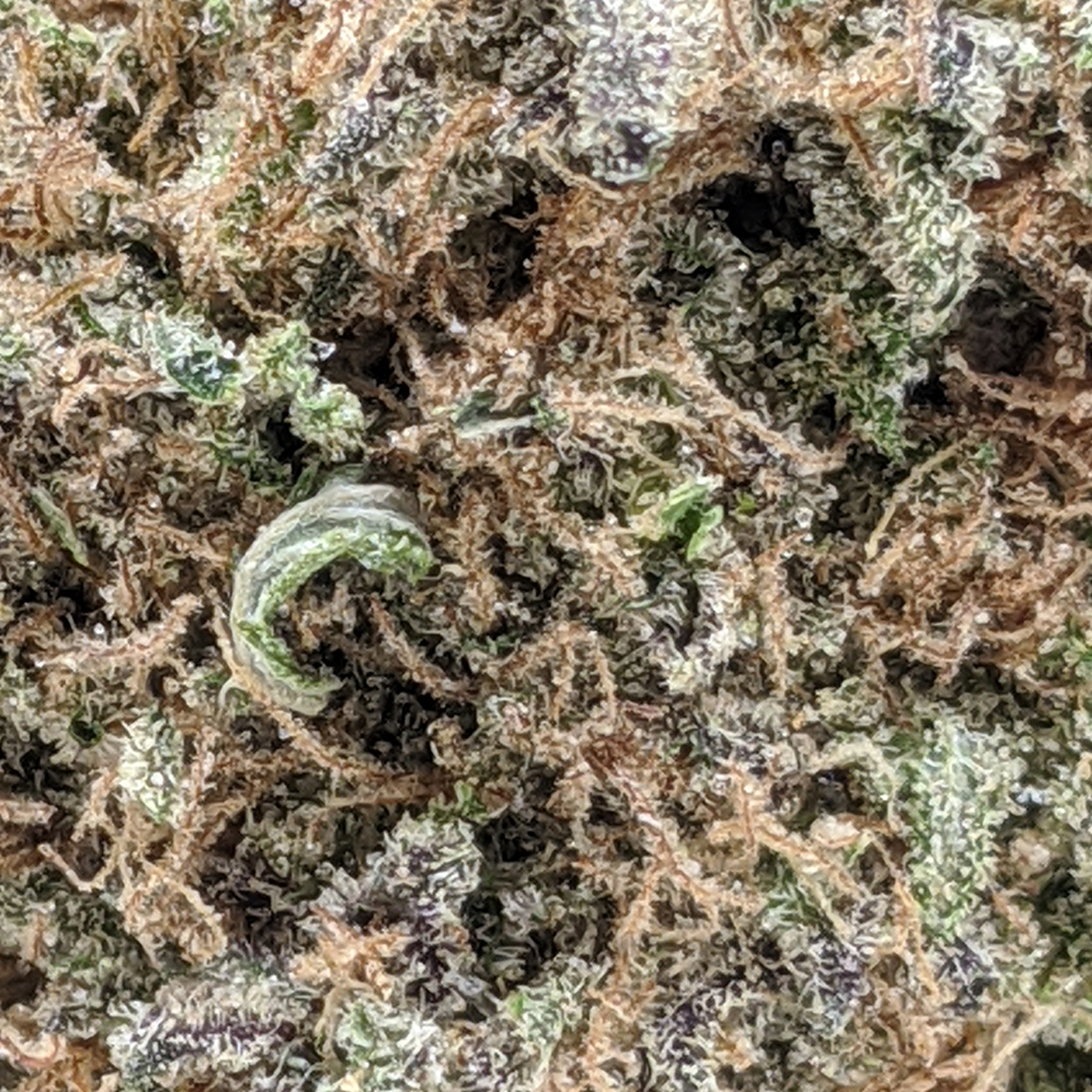 Voodoo Beso Flower Power - Purple
