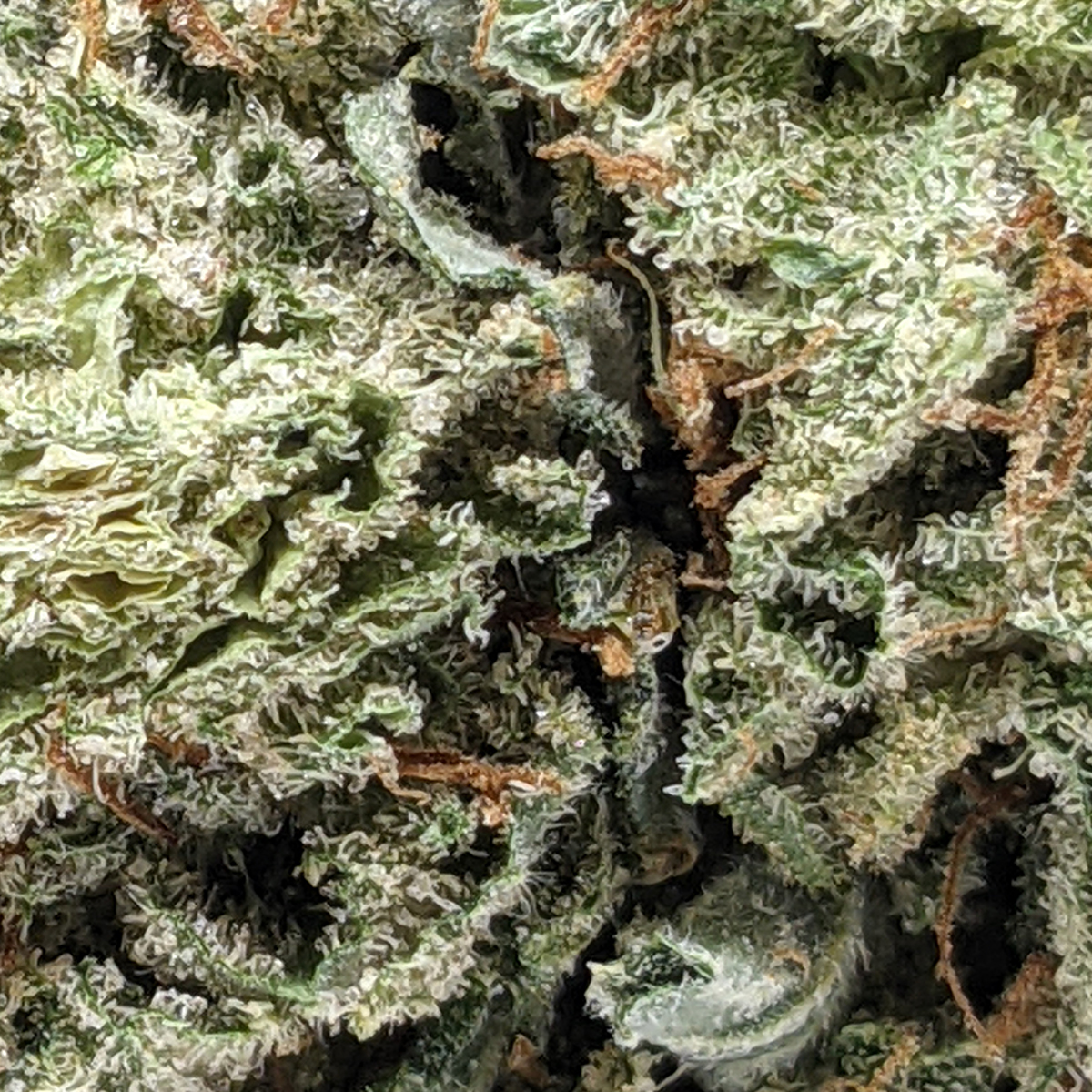 Platinum Cookies Buy Weed Online Online Dispensary