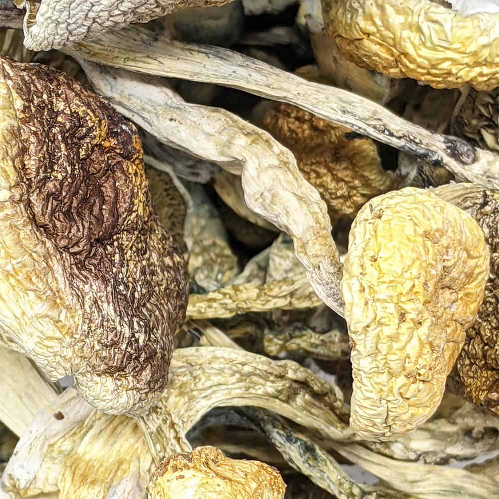 Flying Saucer Magic Mushrooms Online Dispensary Canada Bulkweedinbox