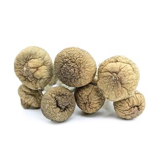 baby penis mushrooms 1