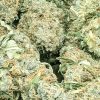 budget-buds-original-glue-1-2