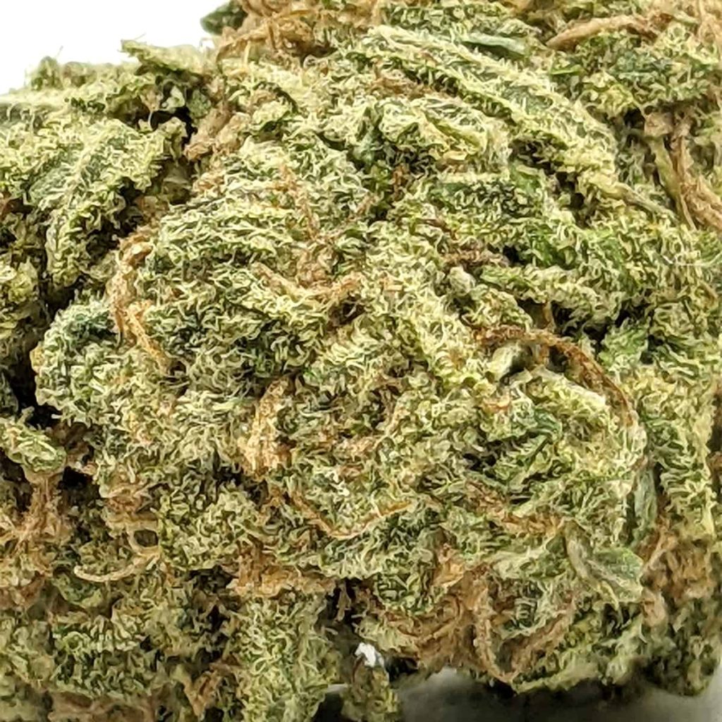 budget-buds-pine-tar-kush-1