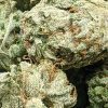 budget-buds-red-diesel-1