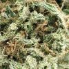 budget-buds-sweet-diesel-1-3