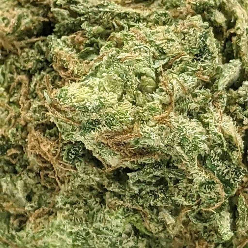 kiwi-skunk-1