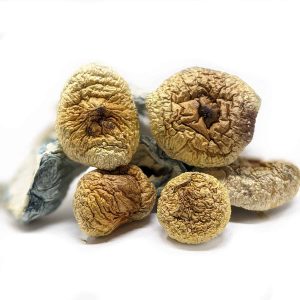 premium golden teacher mushrooms 1
