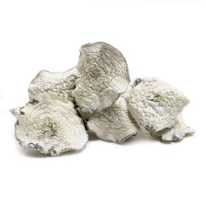 white ivory mushrooms 1