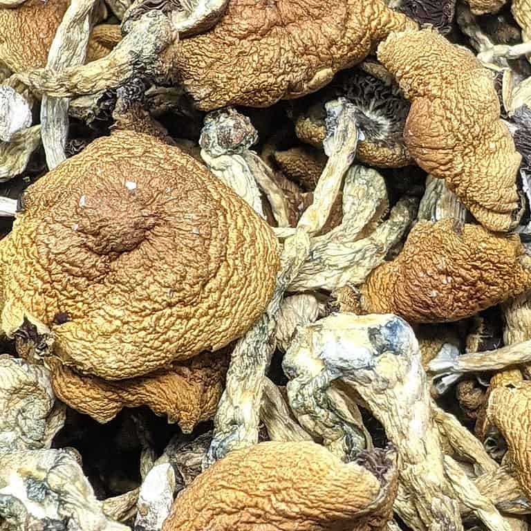 Zamnesia Magic Mushrooms | Buy Weed Online | Online Dispensary