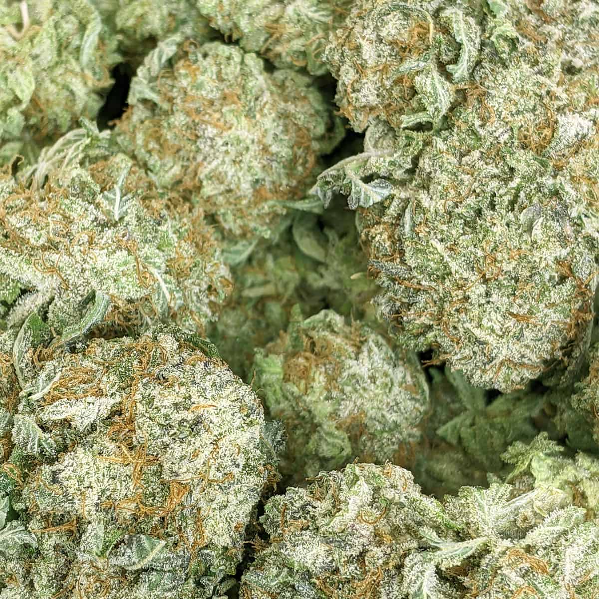 King Tut | Buy Weed Online | Online Dispensary