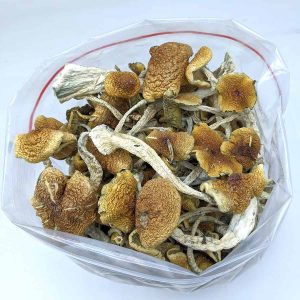 golden teacher mushrooms 1