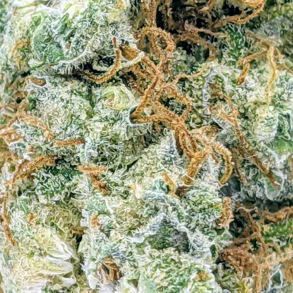 budget bud white gold 1