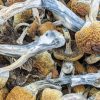 wavy caps mushrooms 1