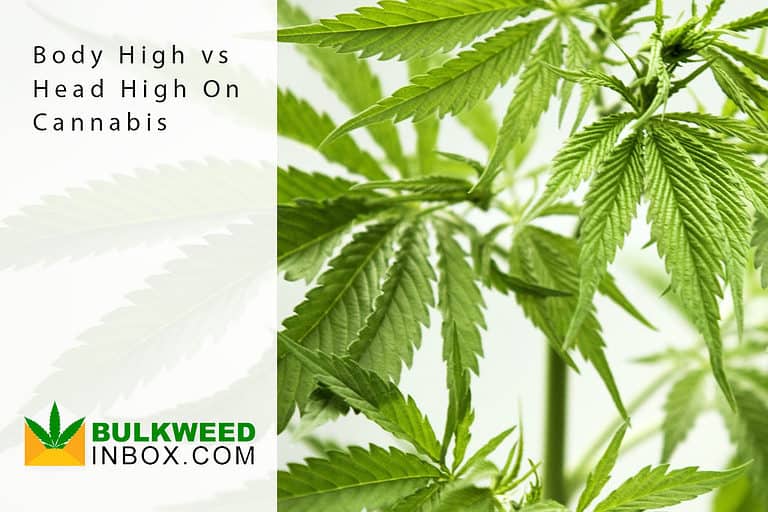 body-high-vs-head-high-on-cannabis-bulkweedinbox