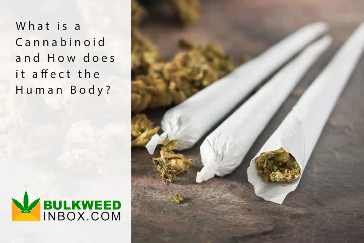 What Is A Cannabinoid And How Does It Affect The Human Body ...