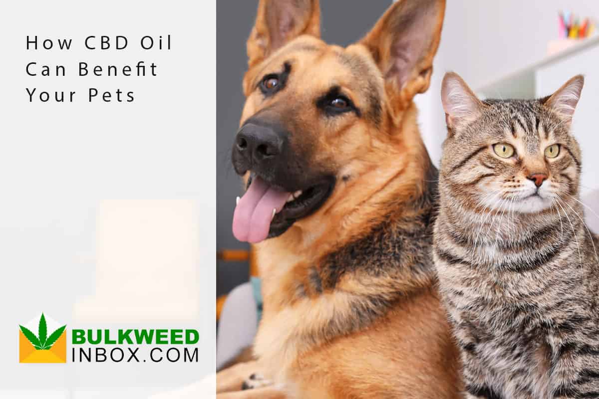 How CBD Oil Can Benefit Your Pets | Bulkweedinbox