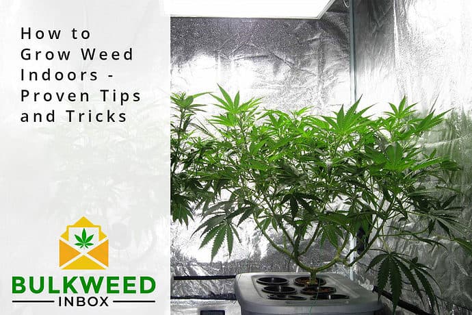 how to grow weed indoors
