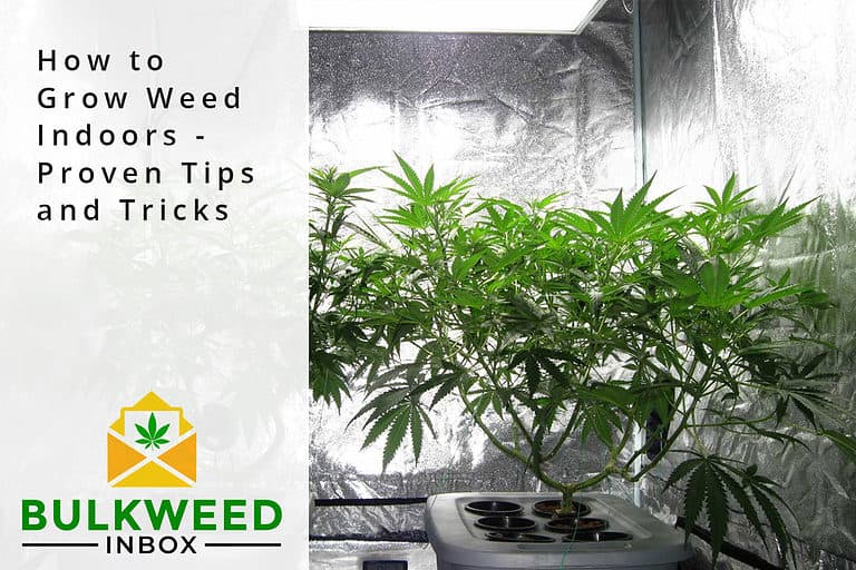 How to Grow Weed Indoors - Proven Tips and Tricks | Bulkweedinbox