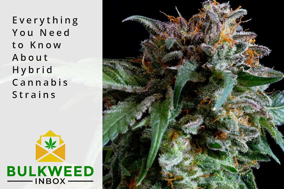 hybrid cannabis strain