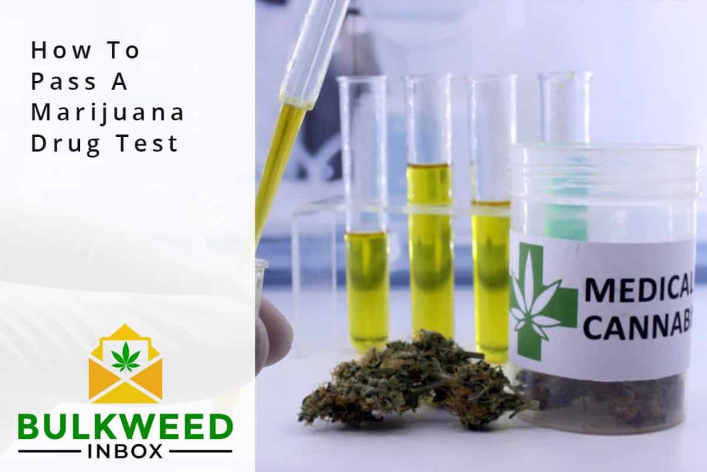 How To Pass A Marijuana Drug Test Bulkweedinbox