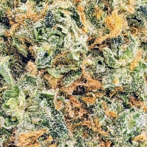 ALASKAN THUNDER FUCK buy weed online