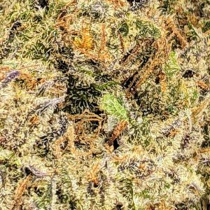 ZKITTLEZ - ISLAND BOYS CRAFT cheap weed canada