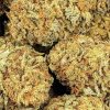 CITRUS KUSH cheap weed canada