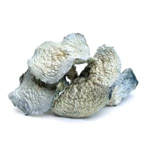 GREAT WHITE MONSTER cheap weed canada mushrooms