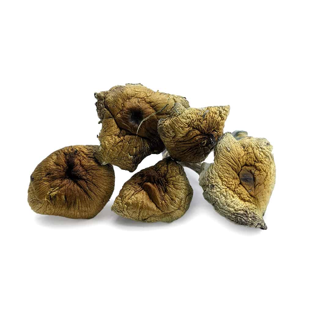 Golden Teacher Magic Mushrooms | Buy Bulk Mushrooms