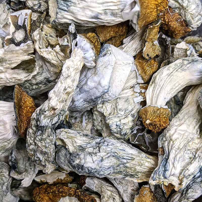 Makilla Gorilla Magic Mushrooms | Buy Weed Online