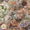 BLACKBERRY-FIRE-cheap-weed-1