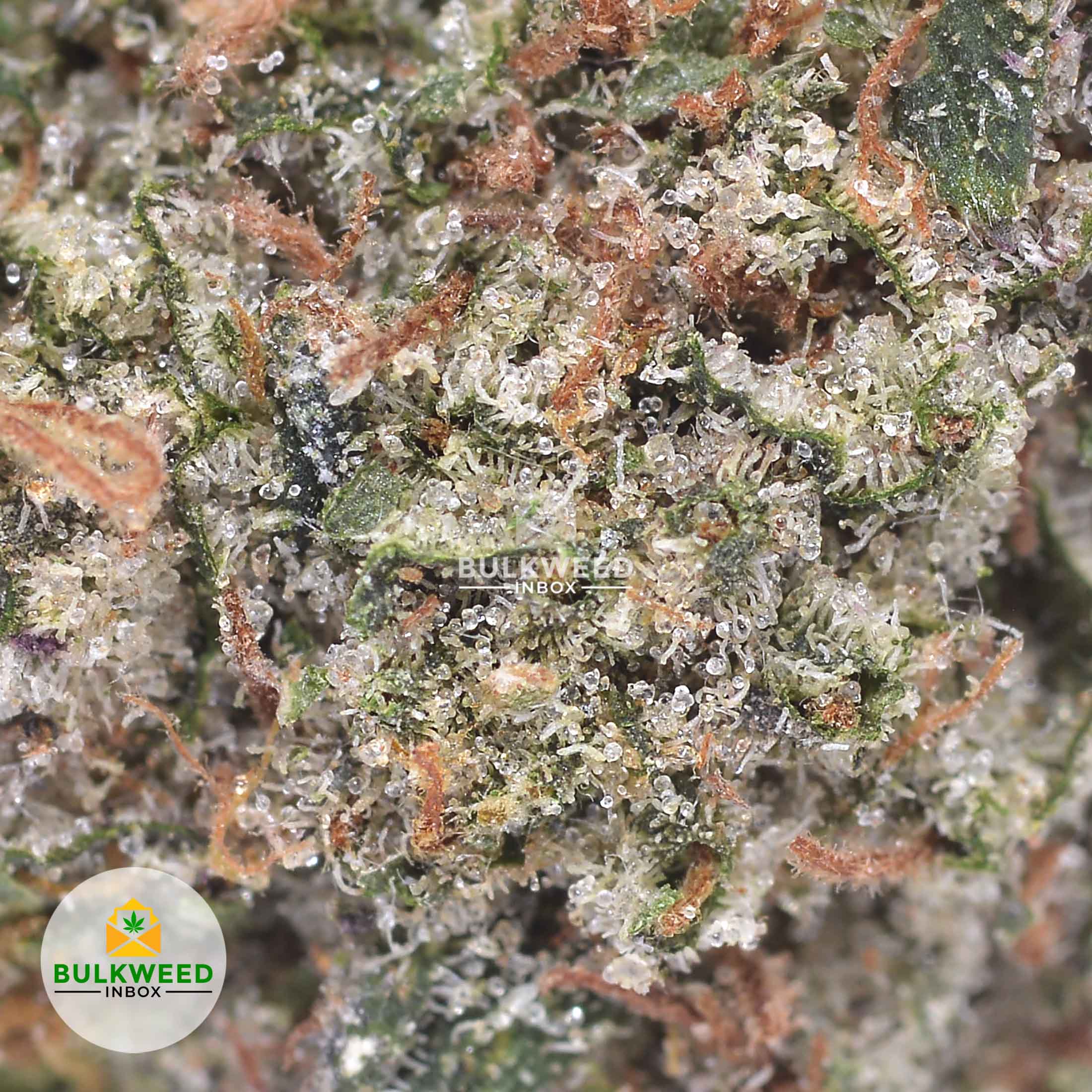 Platinum Bubba Kush AAA+ | Buy Weed Online | Online Dispensary