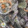 BLUEBERRY-COOKIES-OKANAGAN-RANCH-cheap-weed-3