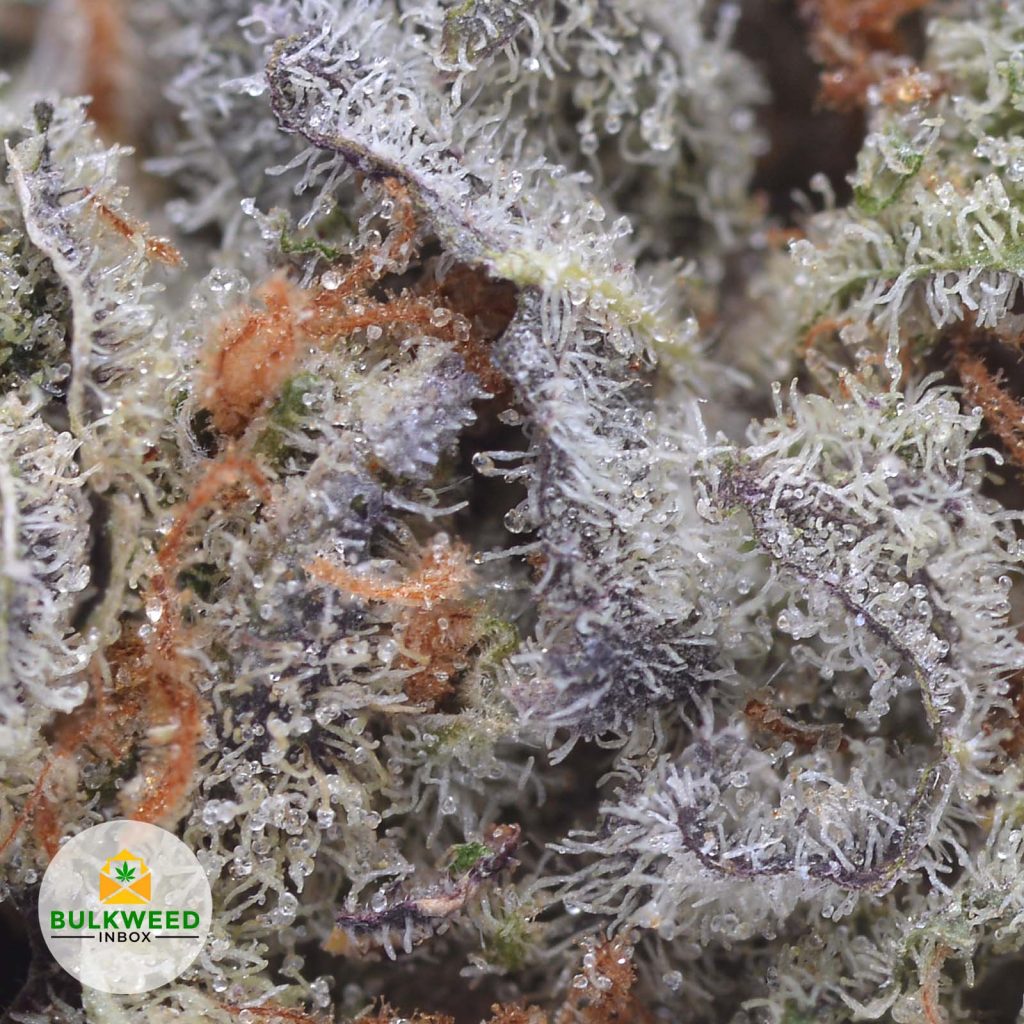 CANDYLAND-cheap-weed