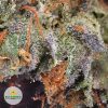 PURPLE-FROST-cheap-weed-3