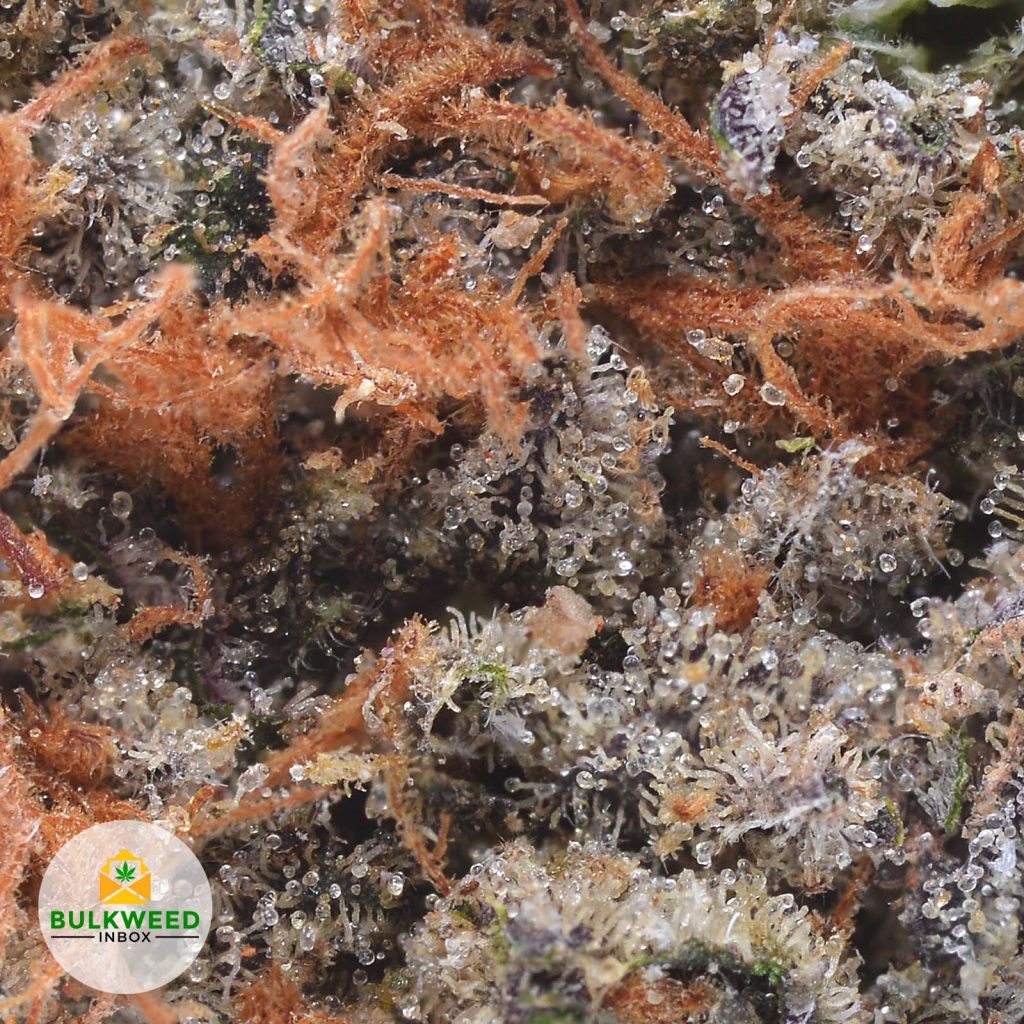 Garlic Breath AAA Buy Weed Online Online Dispensary