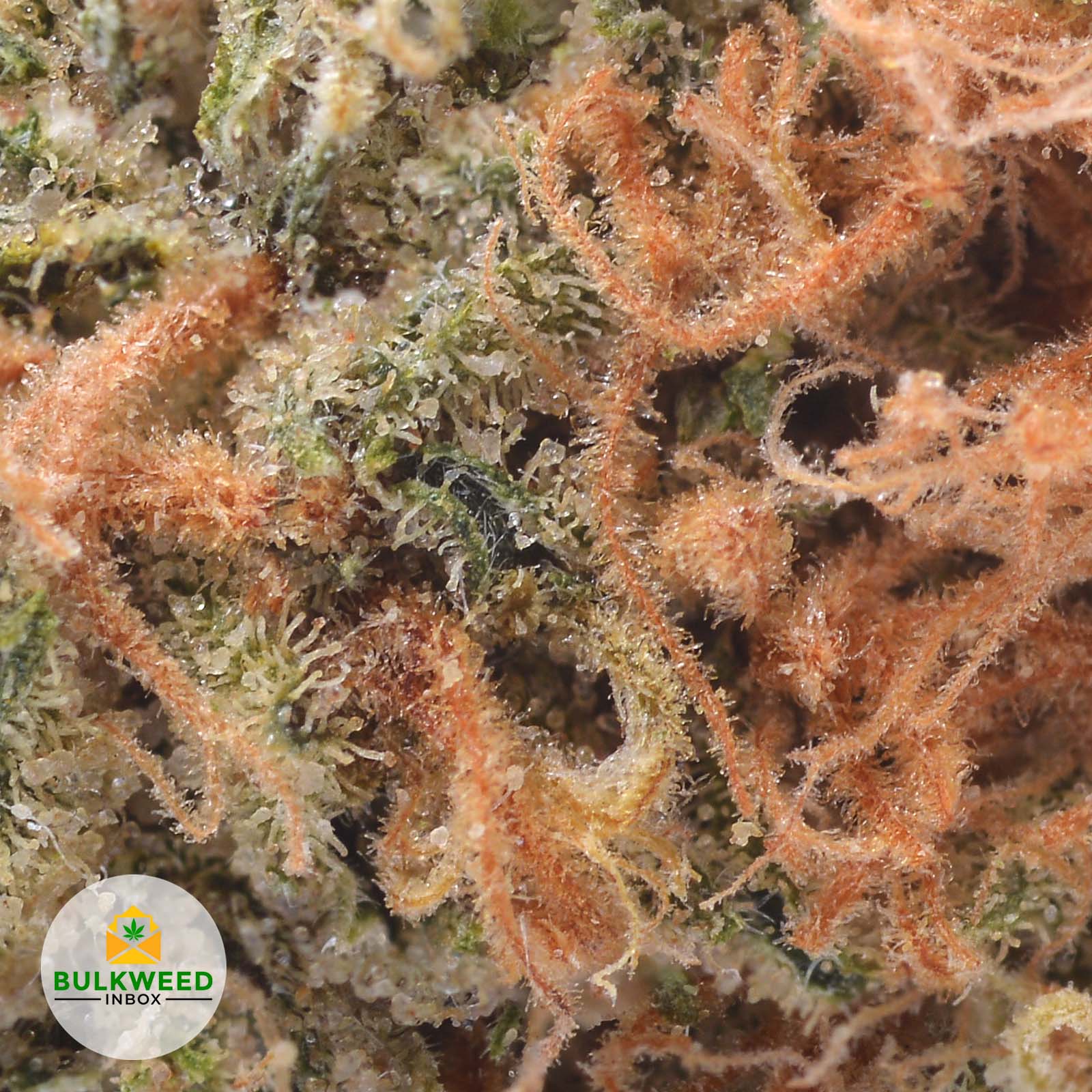 Durban Haze AAA Buy Weed Online Online Dispensary