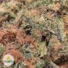 CRITICAL-ORANGE-PUNCH-HOLIDAY-SPECIAL-70-cheap-weed