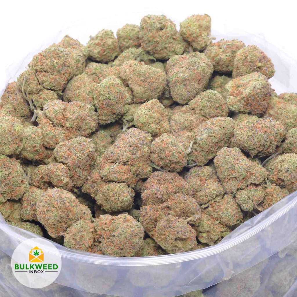 CRITICAL-ORANGE-PUNCH-HOLIDAY-SPECIAL-70-online-dispensary-canada