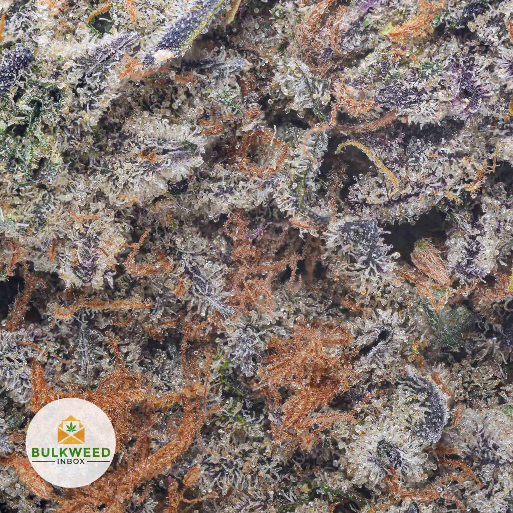 GRANDDADDY-PURPLE-SPACE-CRAFT-cheap-weed-2