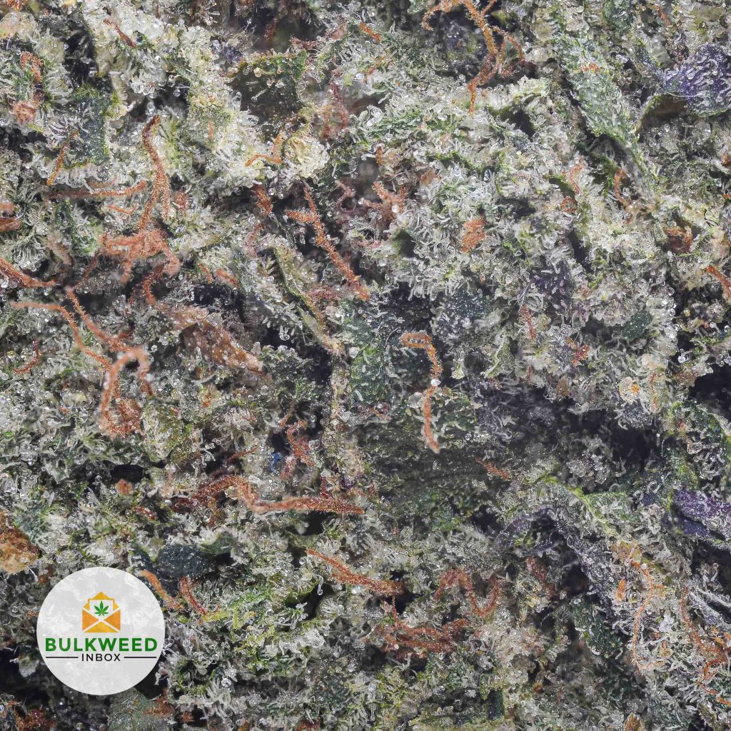 SUPREME-BLUEBERRY-NELSON-CRAFT-GROWERS-cheap-weed-2