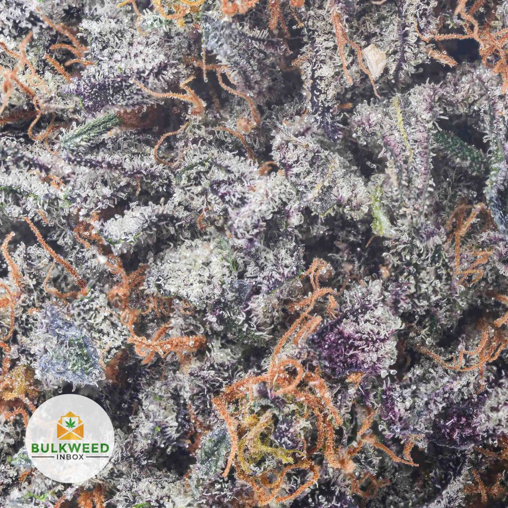 GRAND-DADDY-PURPLE-cheap-weed-2