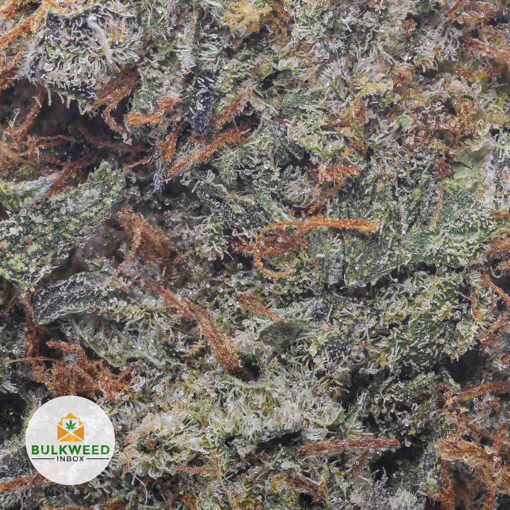 GRANDDADDY-WHITE-cheap-weed-2