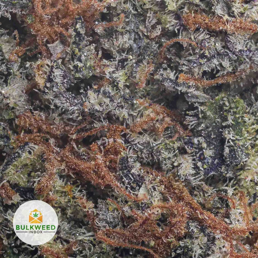 BLACK-CHERRY-cheap-weed