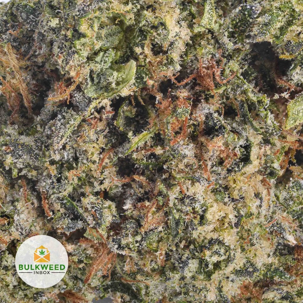 HAWAIIAN-SNOW-AAAA2-2