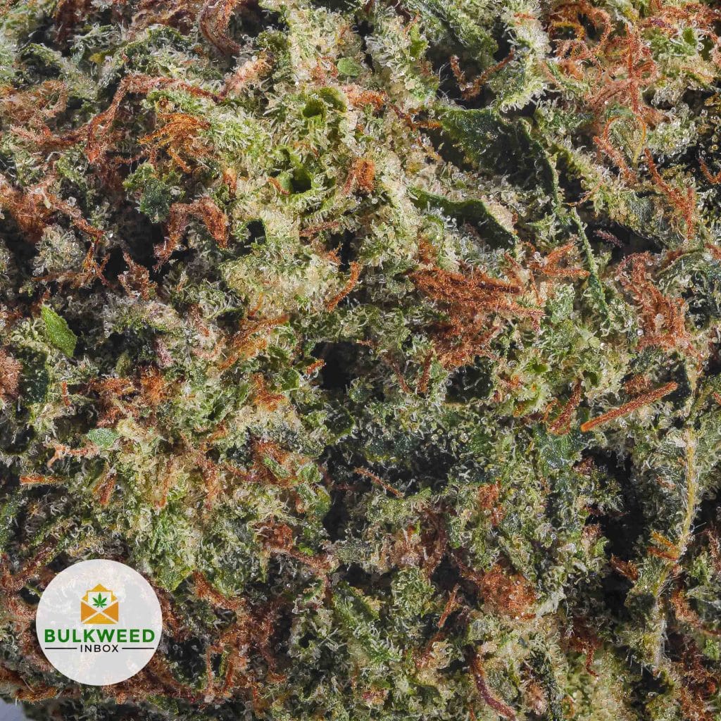 PURE-CAKE-SKUNK-AAAA2-2