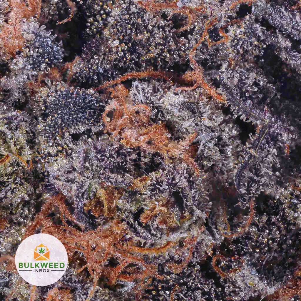 PURPLE-QUEEN-NELSON-CRAFT-GROWERS-cheap-weed-2