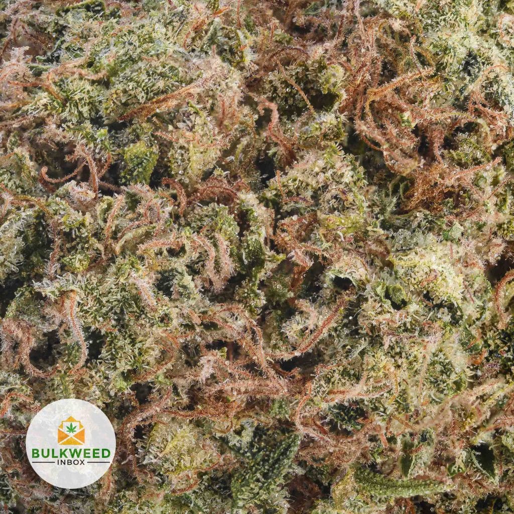 SUNDAE-DRIVER-AAA2-2