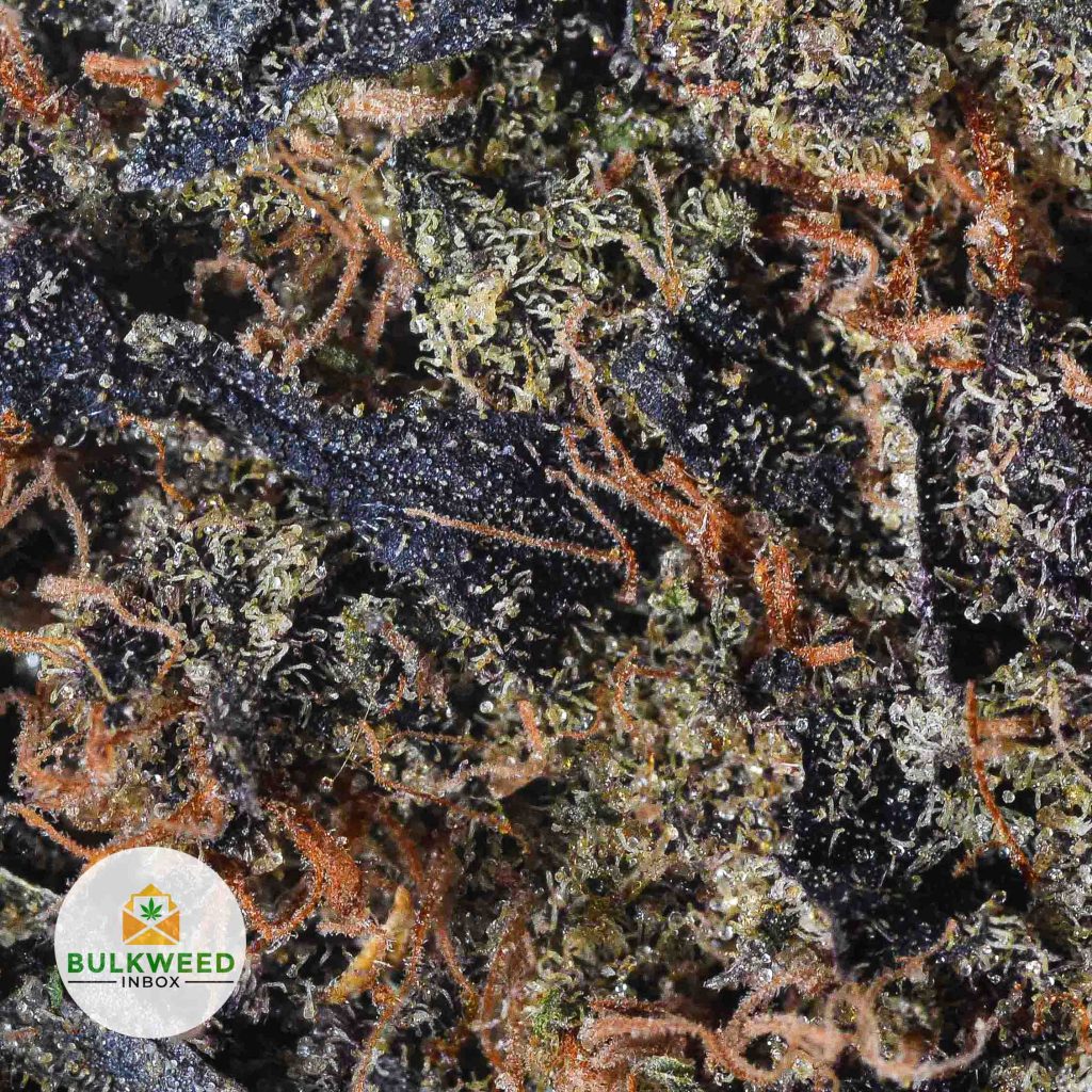 MENDOCINO-PURPS-ISLAND-BOYS-CRAFT-cheap-weed-2