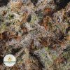 BANANA-CANDY-cheap-weed-2