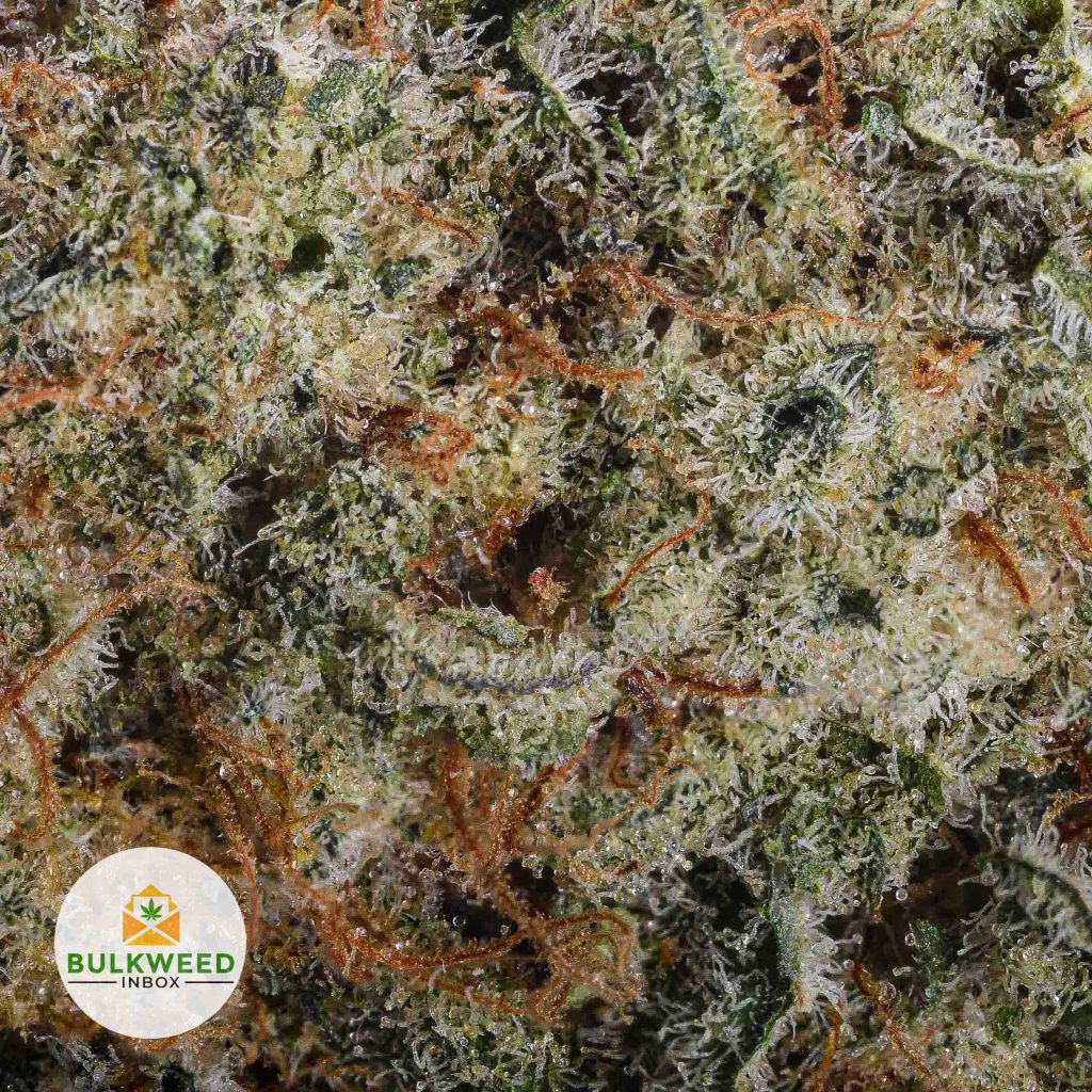 BRUCE-BANNER-NELSON-CRAFT-GROWERS-cheap-weed-2